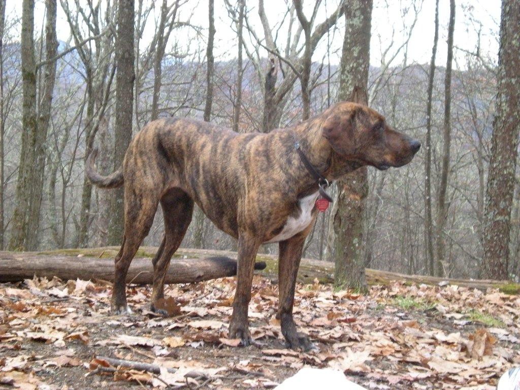 Plott Hound Plott Hound